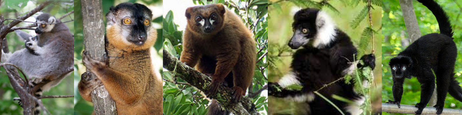 08-21 All in the Family: Learning Lemur Classifications - Duke Lemur Center