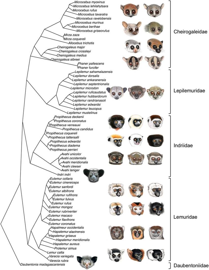 Where did all of Madagascar's species come from? - Understanding Evolution