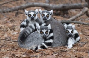 Four ring-tailed lemurs clumped together.