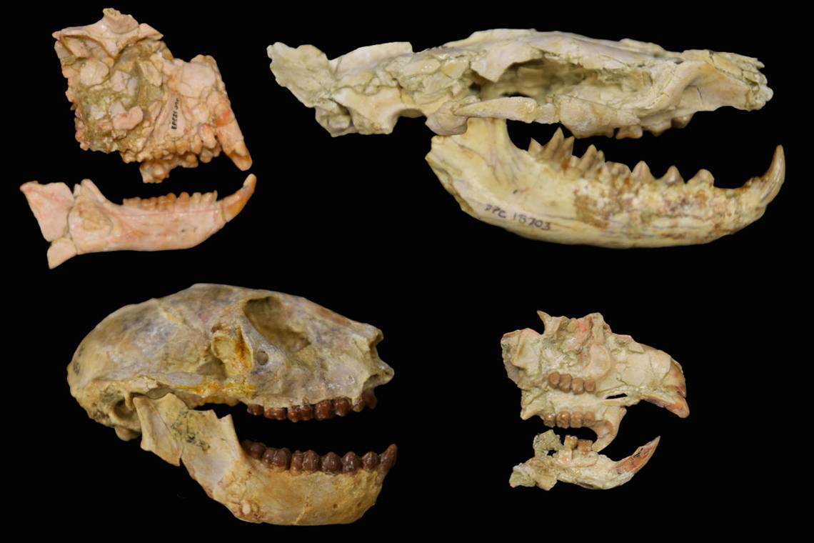 Four fossil skulls in profile against a black background