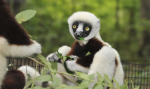 A juvenile sifaka eats sumac leaves in the forest at the DLC
