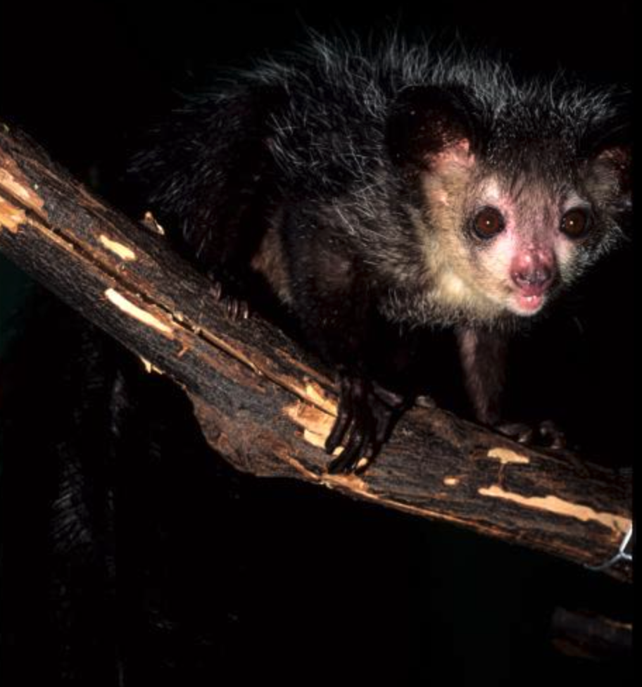 An aye-aye on a branch against a black background