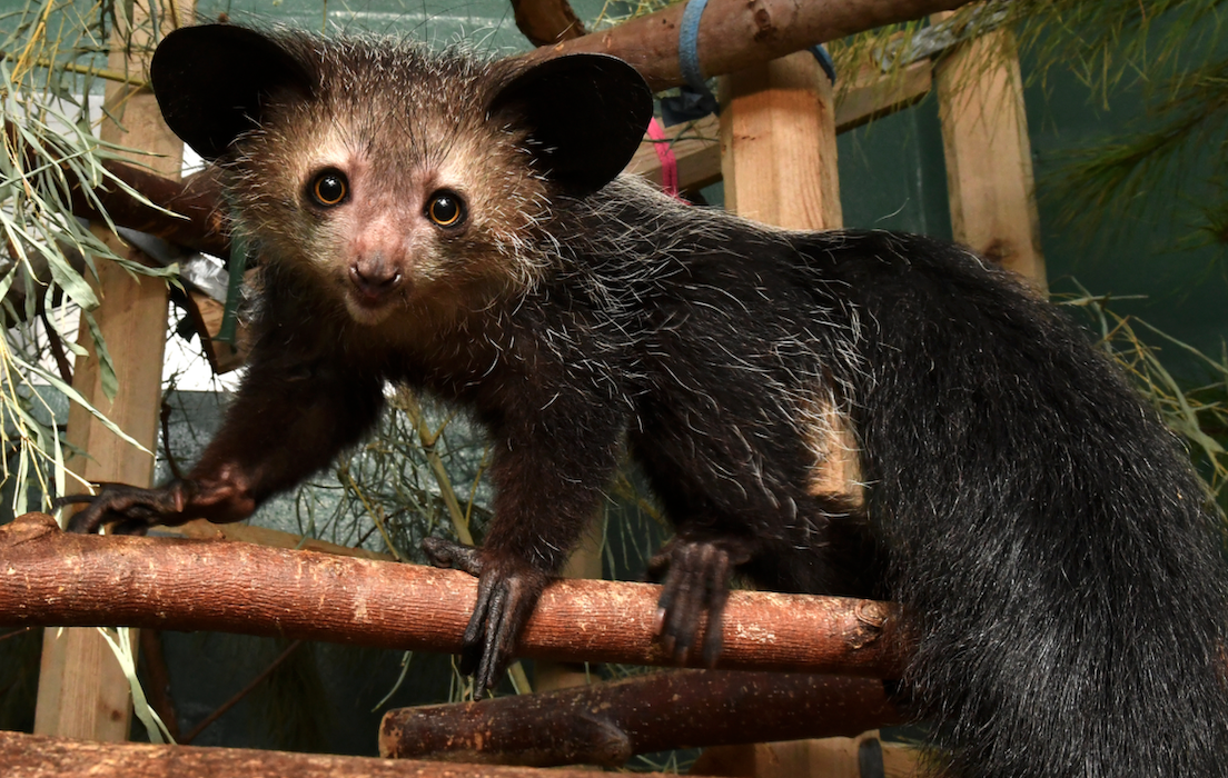 Full-body photo of a young aye-aye, Winifred, as she gazes directly at the photographer and her shiny, black fluffy tail cascades down the right side of the image.