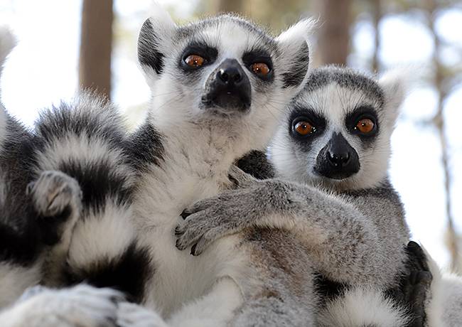 03-22 Leading Ladies: Female Dominance in the Lemur World - Duke Lemur ...