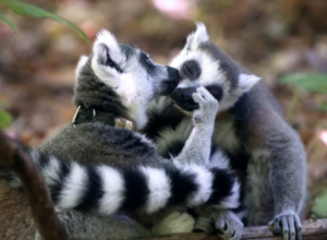 two lemurs face each other, one is holding the other's face and grooming with its tongue