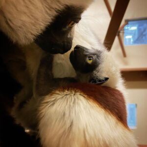 small baby lemur nose to nose with mom
