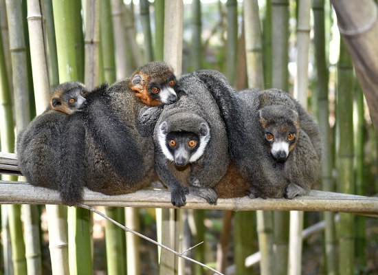 4 lemurs huddle together on a branch, all looking directly at the camera