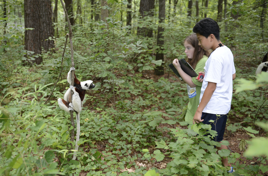 Two children holding clipboards look at a Coquerel's sifaka lemur.