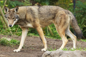 A red wolf stands in a forest.