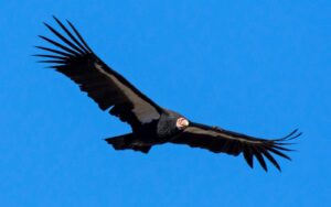 A California condor flies in a blue sky.