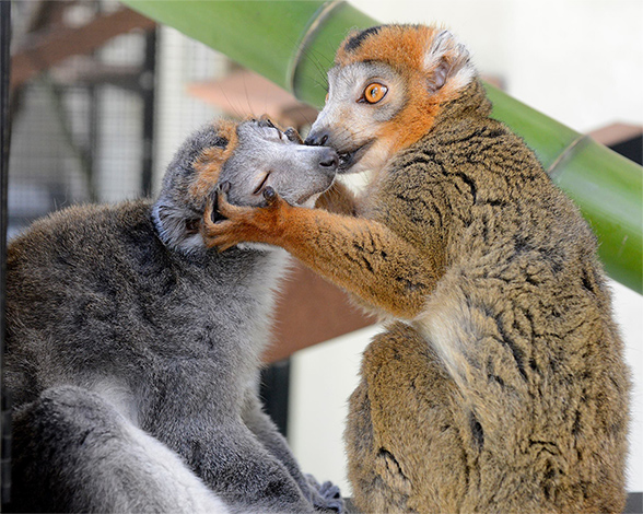 Two crowned lemurs grooming.