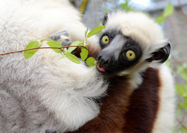 Meet the Lemurs