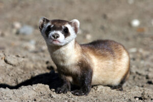 A black-footed ferret on bare ground.