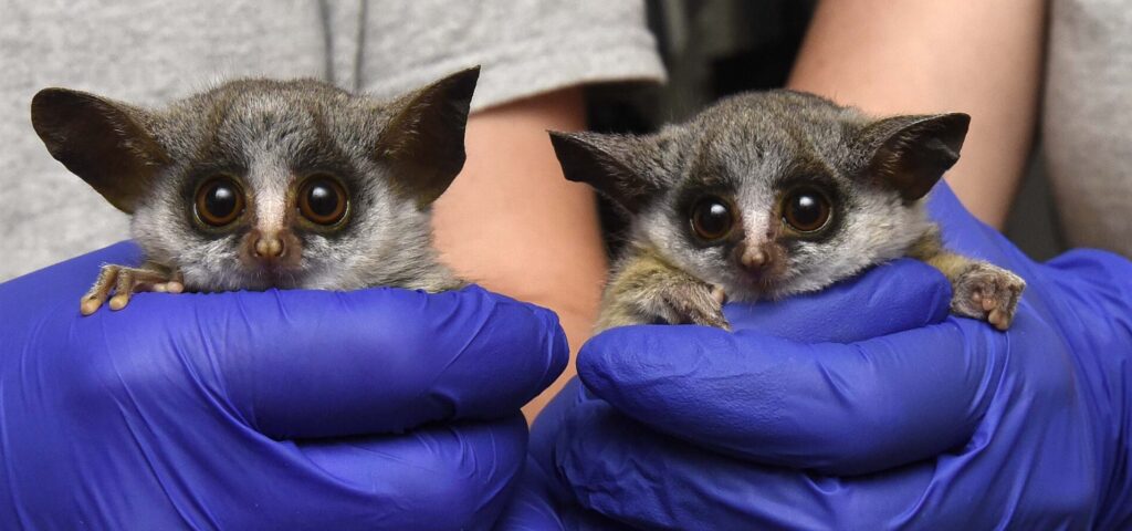 INFANT ANNOUNCEMENT: Meet Mopani and Damara, twin Mohol Bushbabies! - Duke  Lemur Center