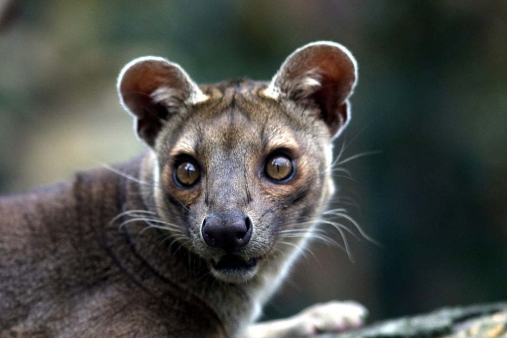 A fossa looks at the camera