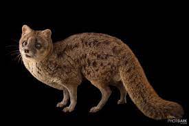 A Malagasy Civet