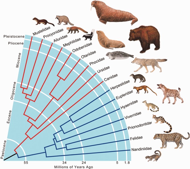 A phylogenetic tree that shows how Eupleridae are related to other mammal groups.