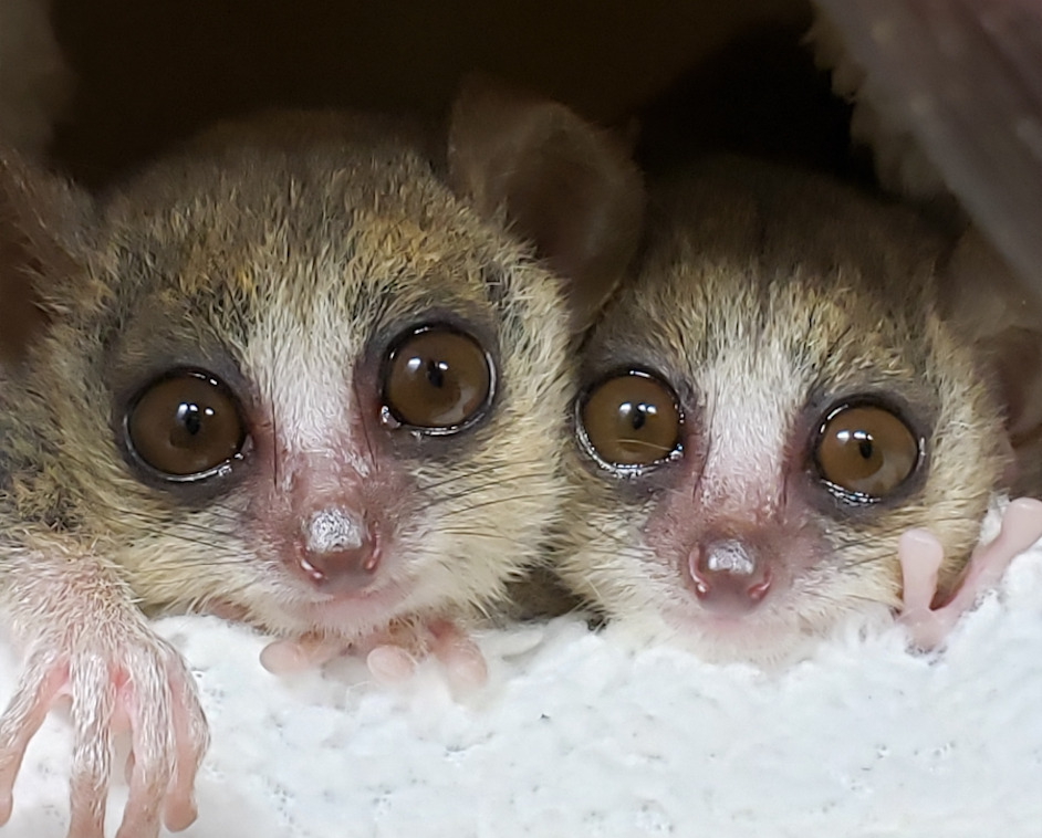 two sleepy-looking mouse lemur faces seen peeping over a white, fluffy fleece blanket