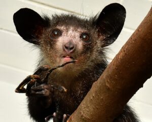 An aye-aye shows its tapping finger.