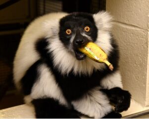 A black and white ruffed lemur eats a large piece of banana