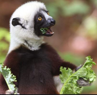 A Coquerel's sifaka lemur eats leaves.