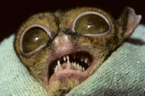 a tarsier face with open mouth, jagged teeth exposed