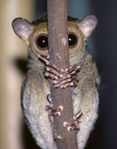 a tarsier hides behind a vertical post, hands wrapped around