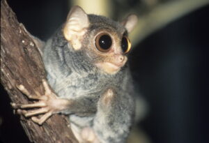tarsier on branch, looking to the side