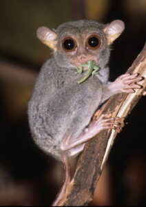 tarsier with half a lizard hanging out of its mouth