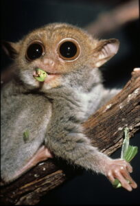 tarsier with half a grasshopper in its mouth, other half in its hand