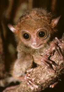 baby tarsier up close