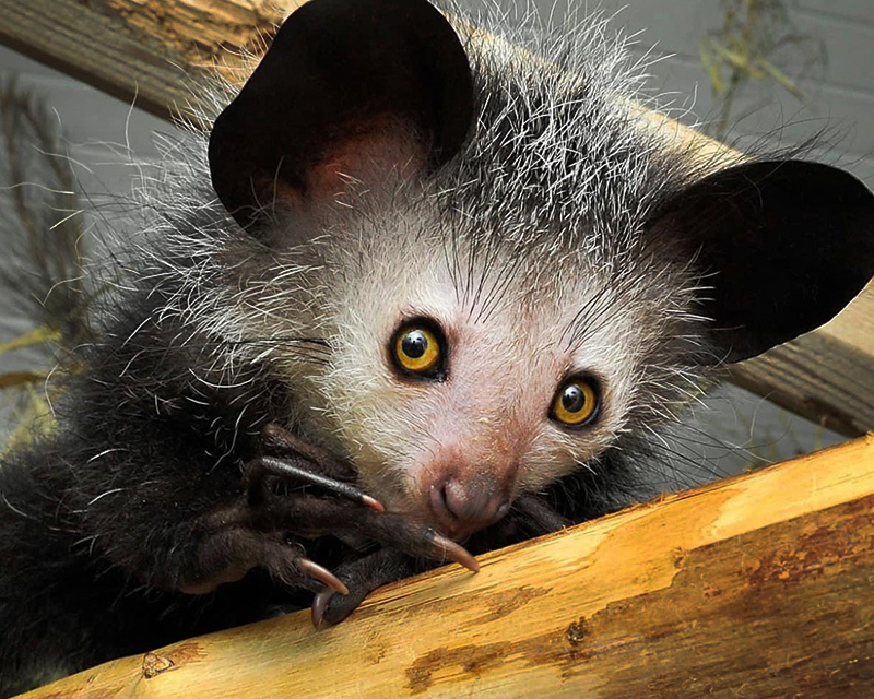 Aye-aye Duke Lemur Center | informacionpublica.svet.gob.gt