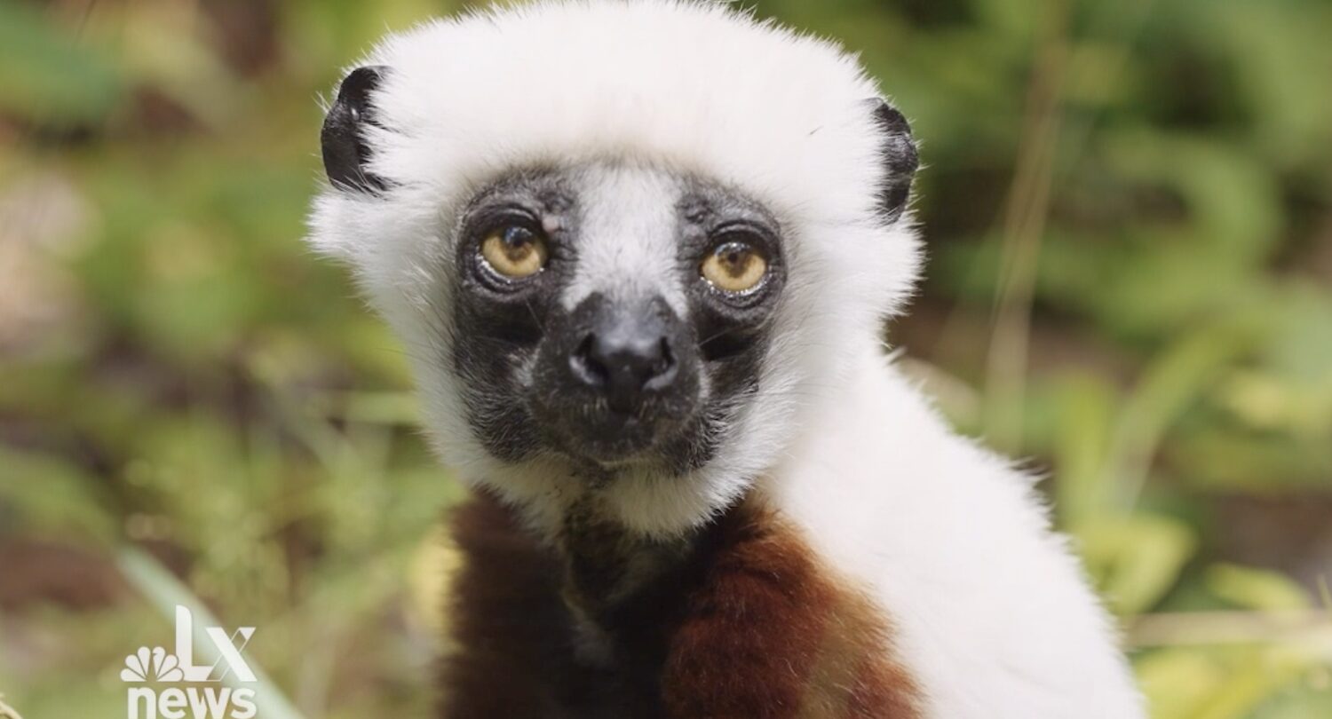 A sifaka looks at the camera. The NBC LX logo is in the lower left corner.