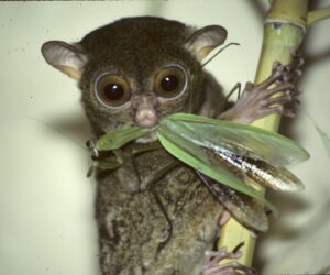 tarsier eating praying mantis