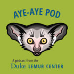 Aye-aye Pod