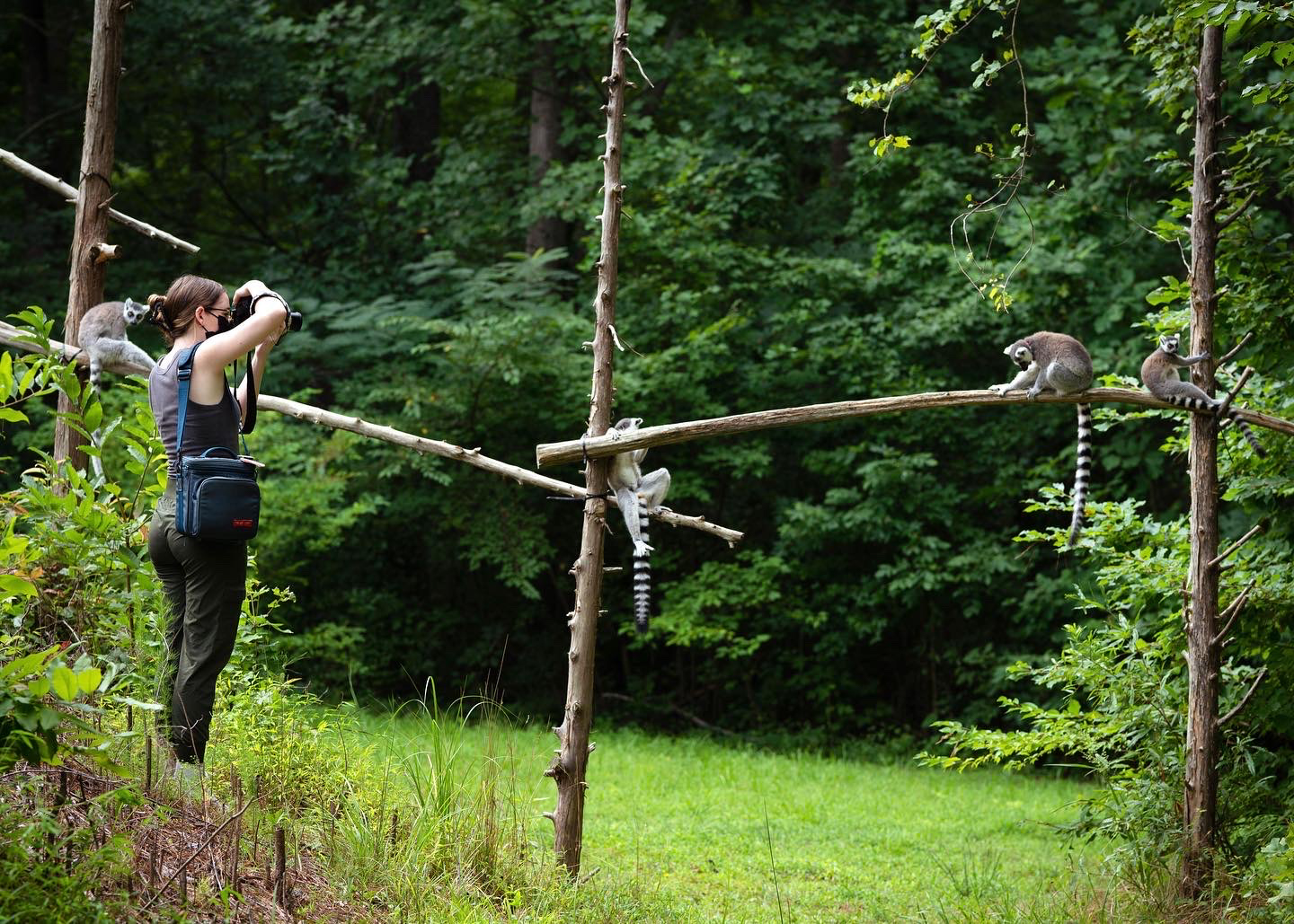 Intern Rhiannon taking photo of ring-tailed lemur