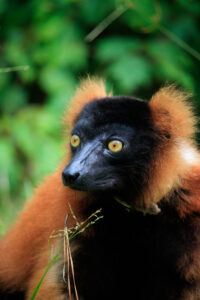 Red ruffed lemur in grass