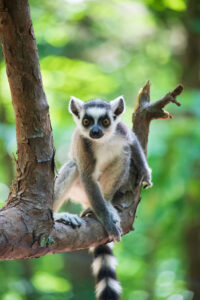 Baby ring-tailed lemur in tree