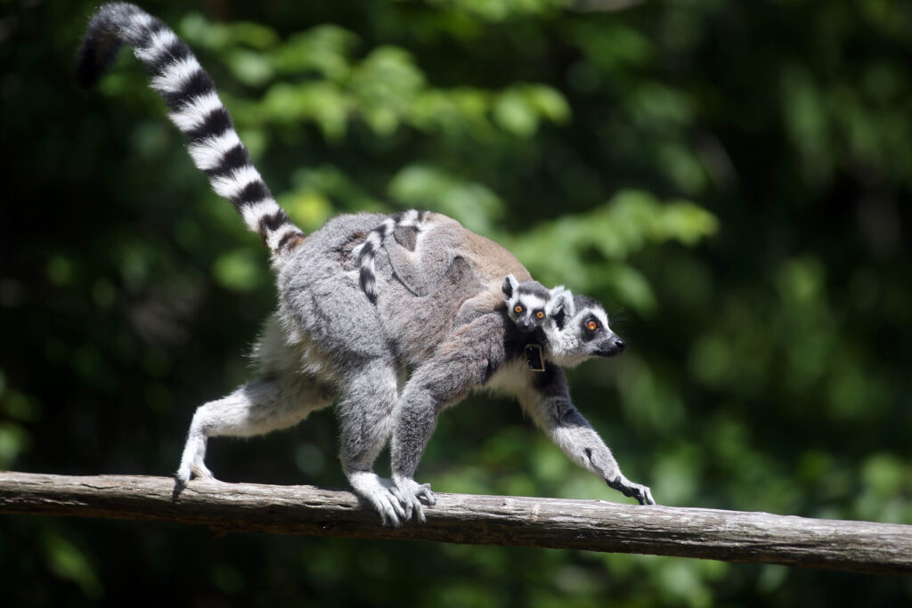 A ring-tailed lemur mother carries her infant on her back.