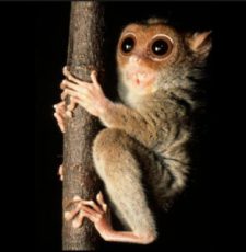 A tarsier with wide eyes clinging to a vertical tree branch.