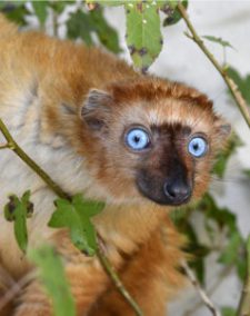 Female blue-eyed black lemur among leaves