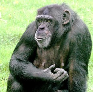 Female chimpanzee sitting