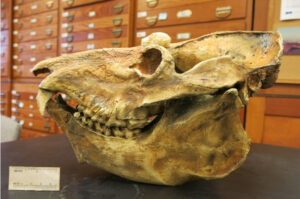 Megaladapis skull