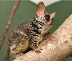 Bush baby perched on a tree branch with large, perked ears.