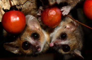 Two mouse lemurs amongst bright red persimmons.