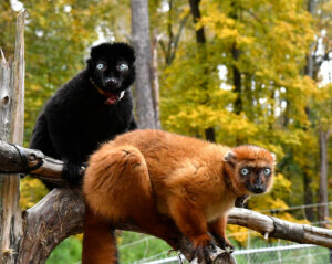 Two blue-eyed black lemurs, a male (black) and female (reddish-brown), perched on a branch.