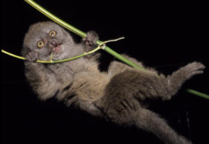 Grayish-brown bamboo lemur hanging horizontally from a thin piece of bamboo.