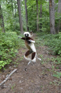 Sifaka hopping through forest in traditional bipedal locomotion