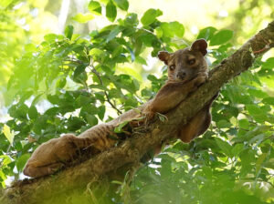 Fossa, a large Malagasy cat-like predator, lounging in a tree
