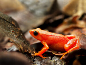 Small red-orange frog among leaves